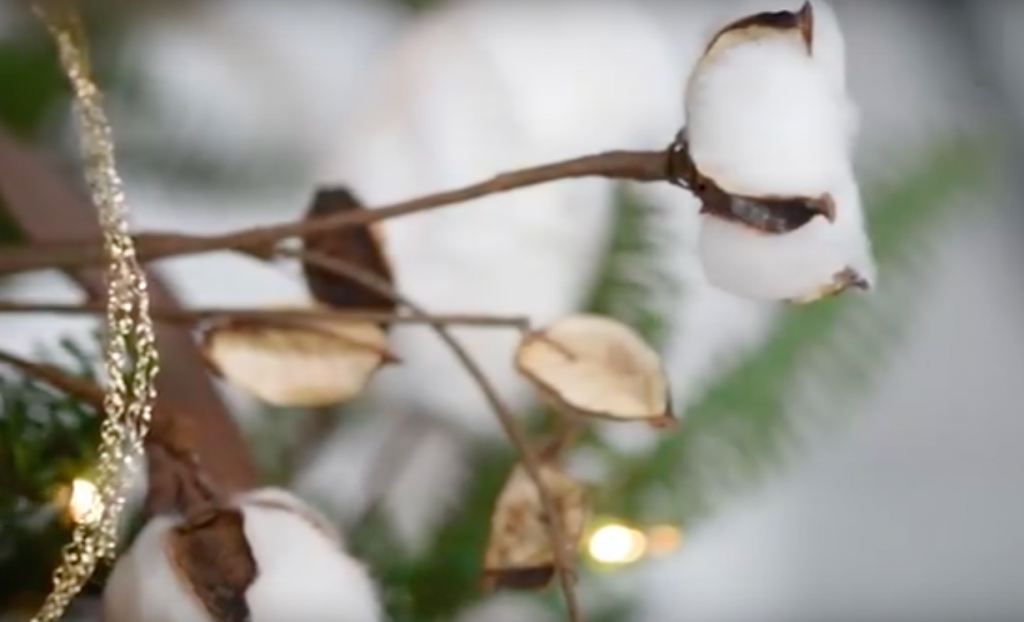 A Cotton Plant Goes In A Christmas Tree And You’re About To Learn