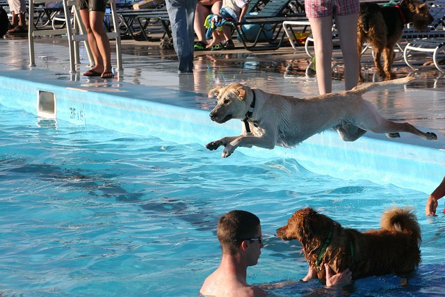 "Loki," a yellow Labrador, dives into the pool to retrieve a tennis ball.