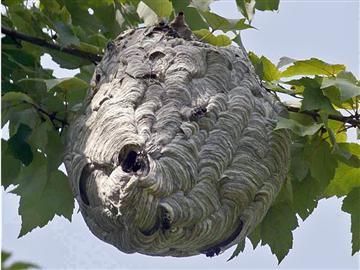 european-hornets-nest-360