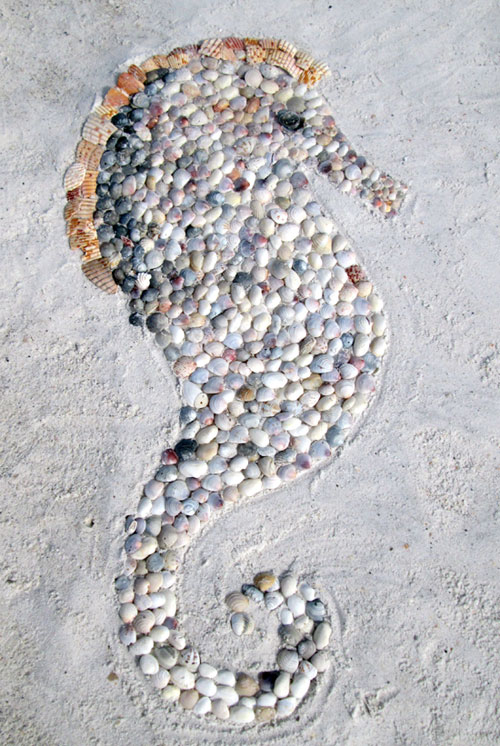 shell-seahorse