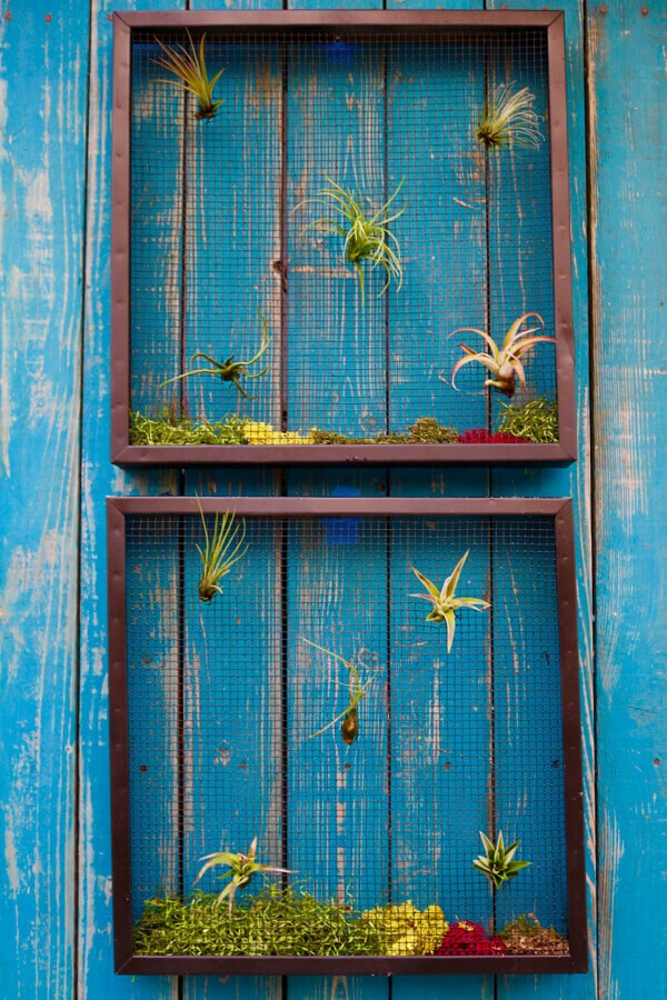 Natural-simple-air-succulents-also-add-a-lot-of-texture-and-interest-to-any-wall